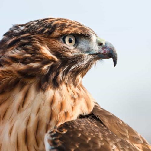 Close up of hawk