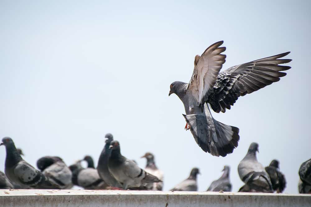 how to deter feral pigeons