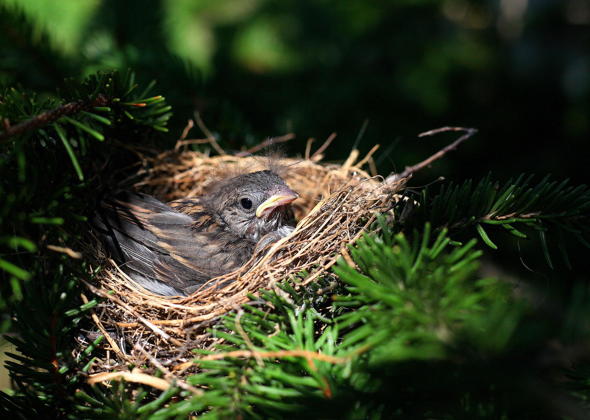 bird in a nest