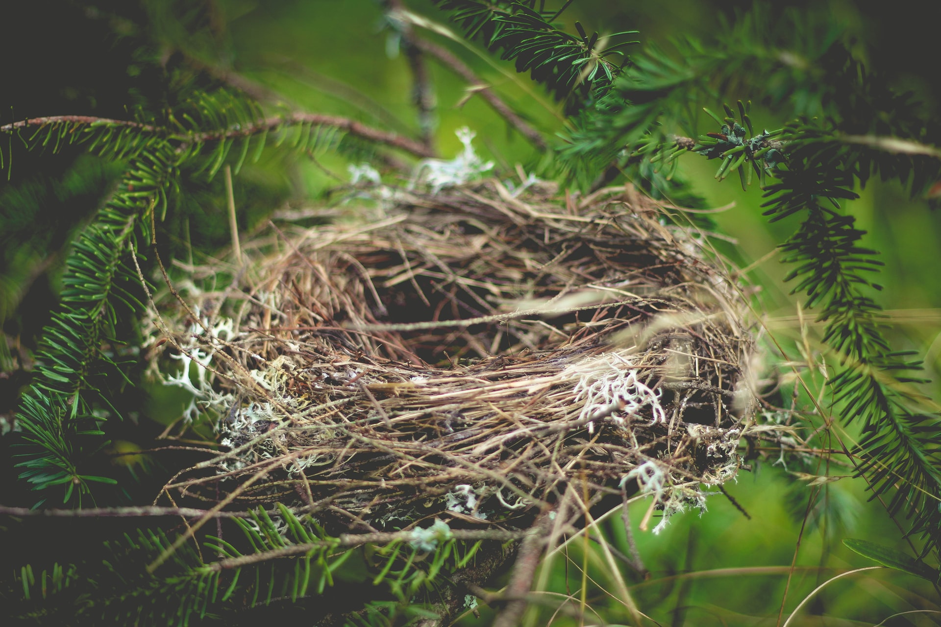 How to Identify a Bird Nest