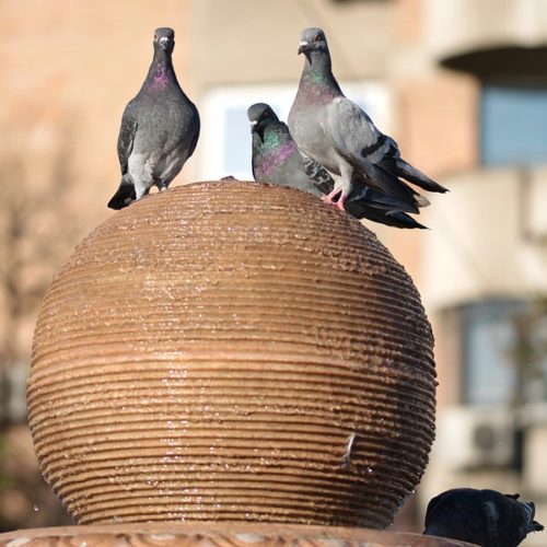 pigeons on a building