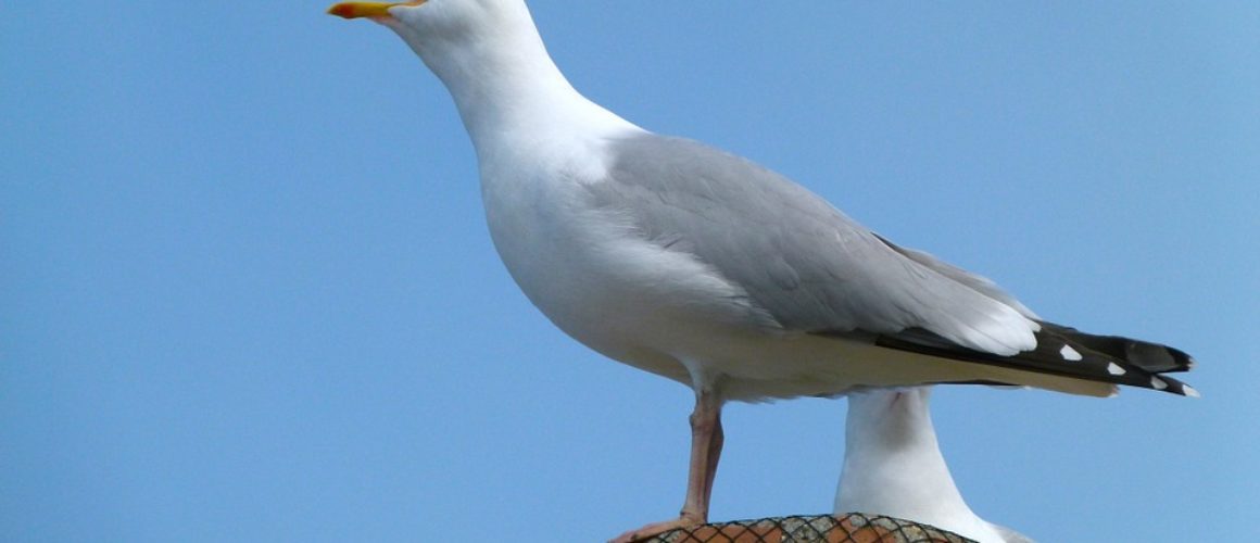seag gull bird on a roof