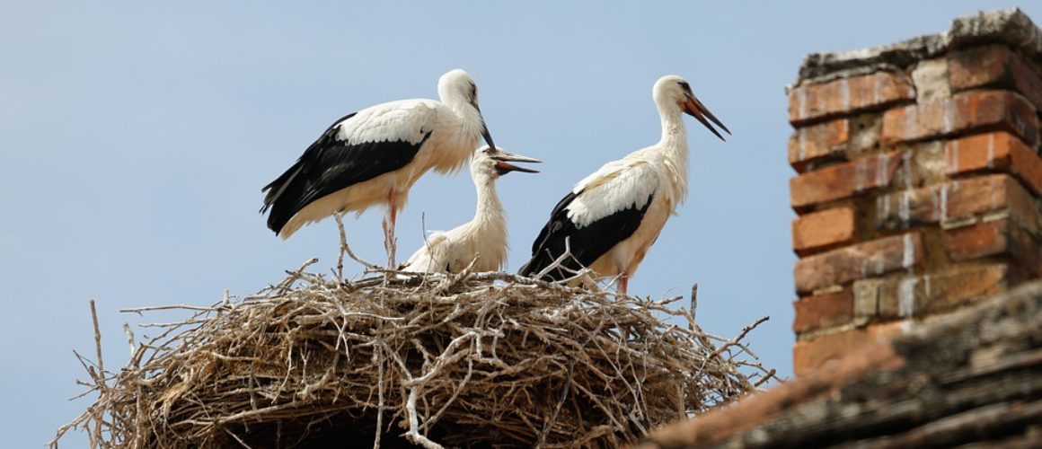 storks bird nest