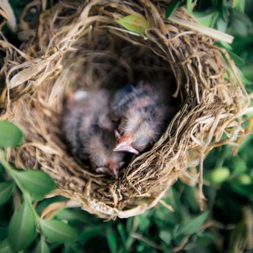 when do birds start looking for nests