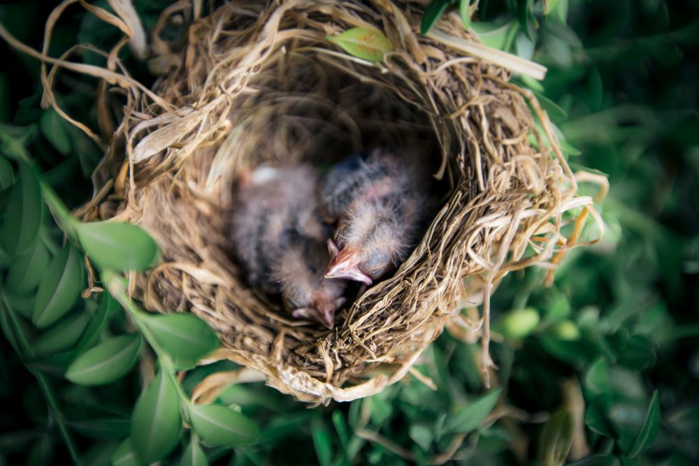 when do birds start looking for nests