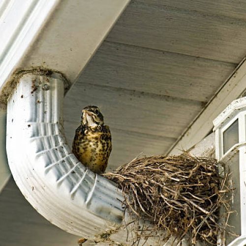 birds nesting in gutters