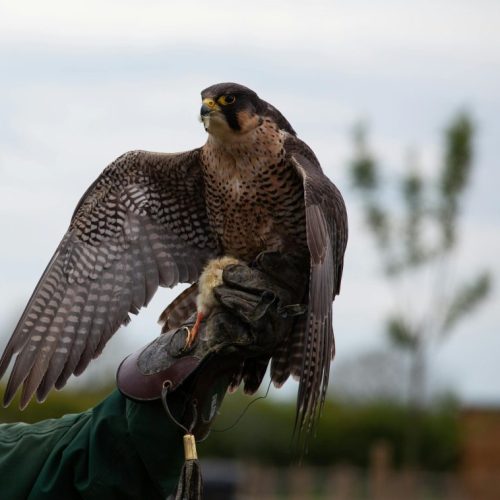 world falconry day 2024